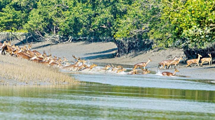 তিন মাস পর কাল খুলছে সুন্দরবন