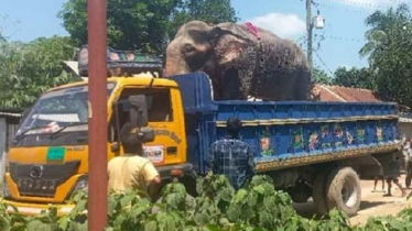 অবশেষে নির্যাতনের শিকার সেই হাতি উদ্ধার