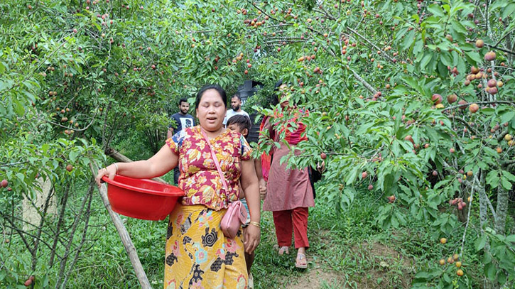 পাহাড়ে নতুন সম্ভাবনা দেখাচ্ছে আরবের আলুবোখারা