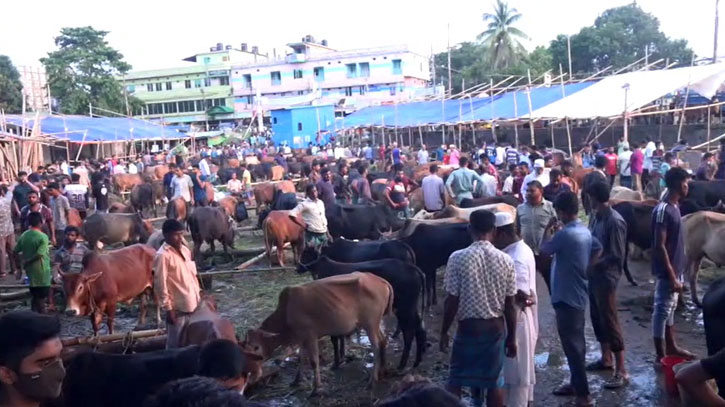 রাঙামাটিতে জমে উঠেছে কোরবানির পশুর হাট, পাহাড়ি গরুর চাহিদা বেশি