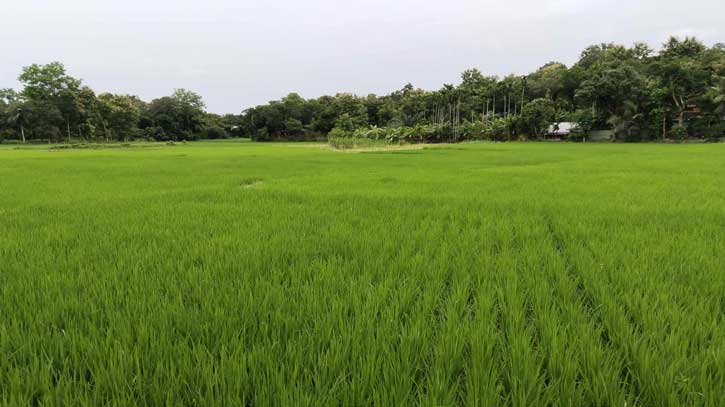 কাপ্তাইয়ে আমনের বাম্পার ফলনের সম্ভাবনা