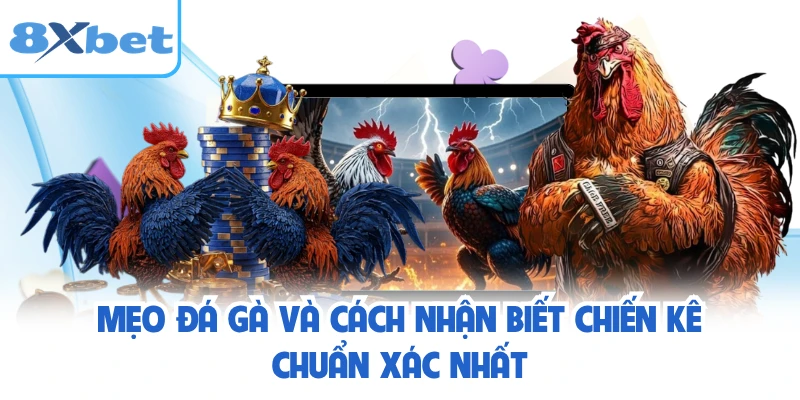 Mẹo Đá Gà Và Cách Nhận Biết Chiến Kê Chuẩn Xác Nhất 