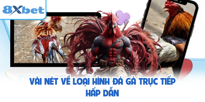 Vài nét về loại hình đá gà trực tiếp hấp dẫn